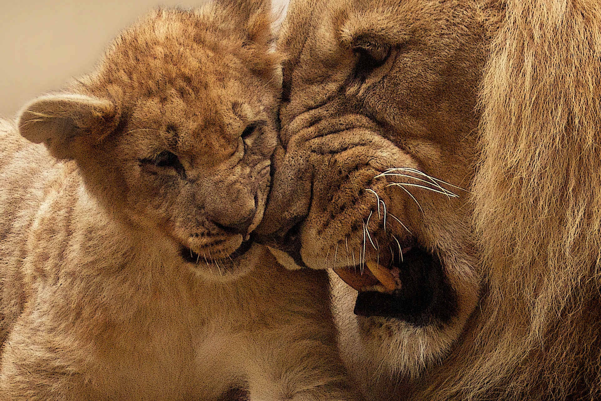 Copenhagen Zoo kills 4 lions, weeks after shooting giraffe